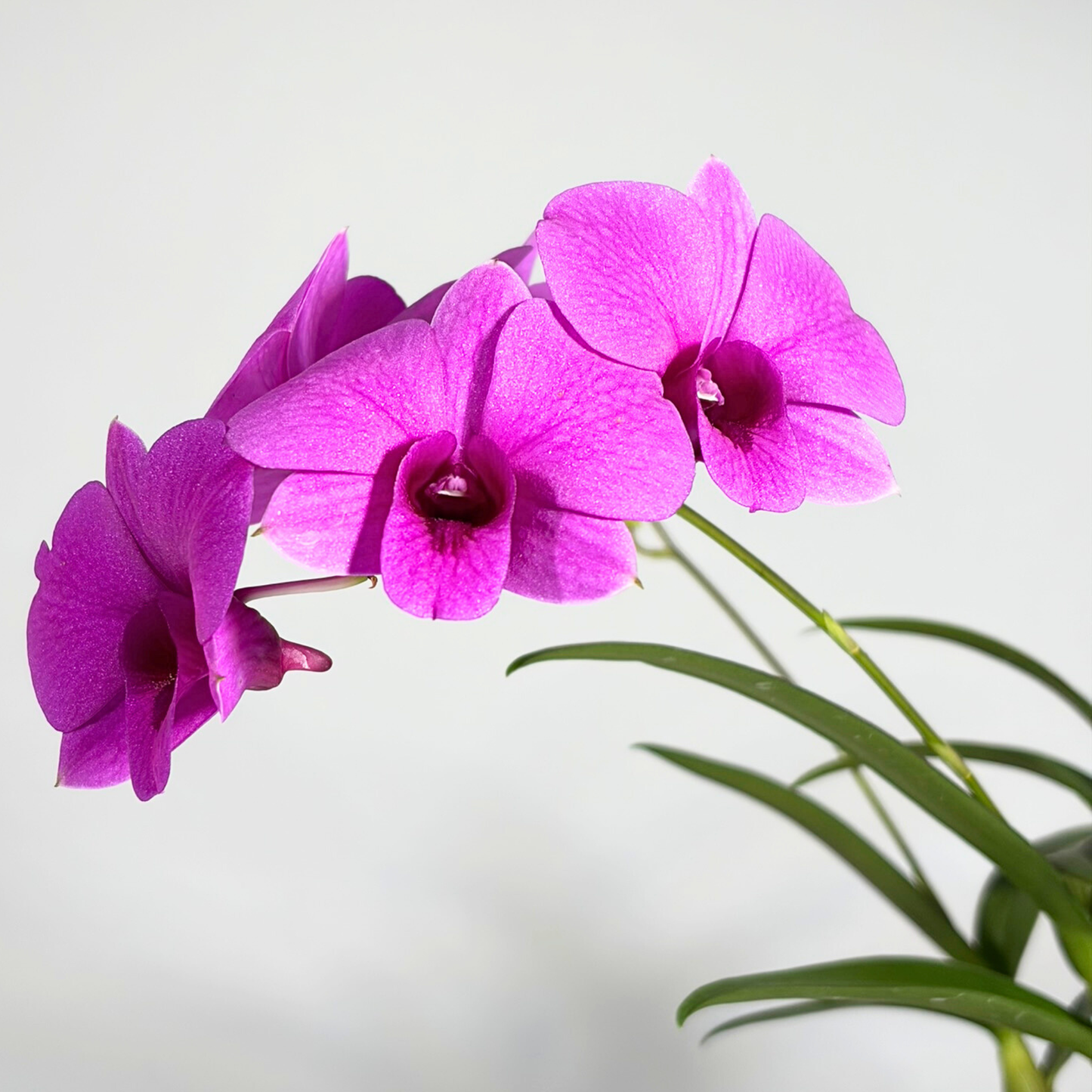 Orchid