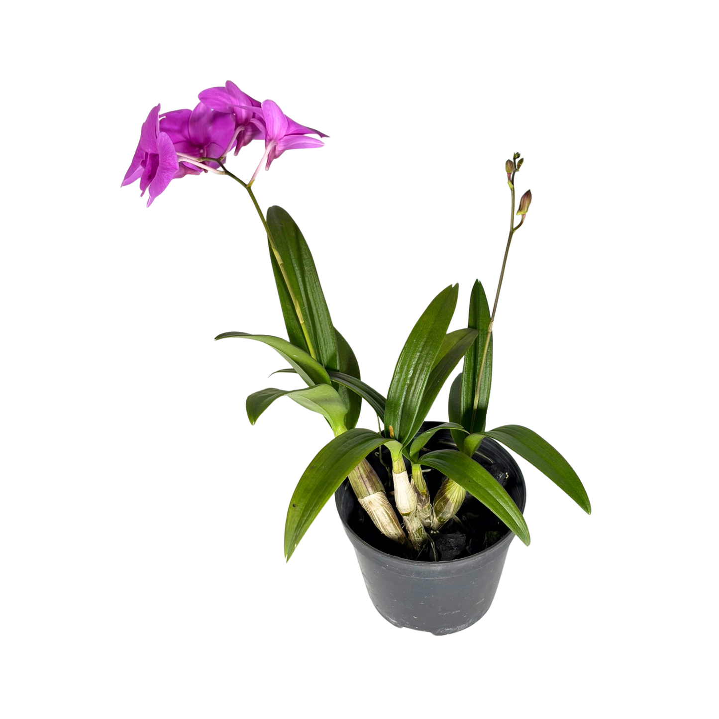 Orchid