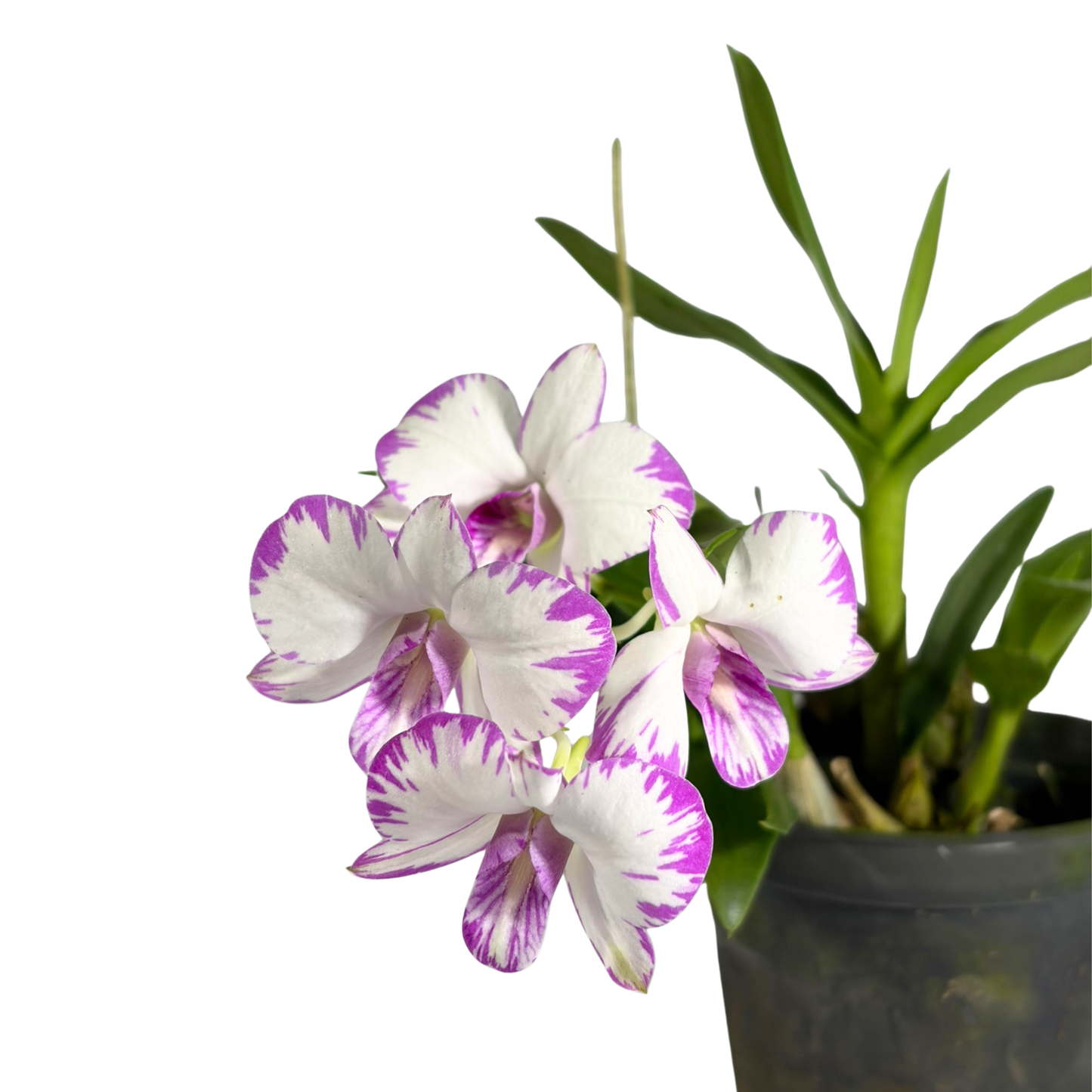 Orchid