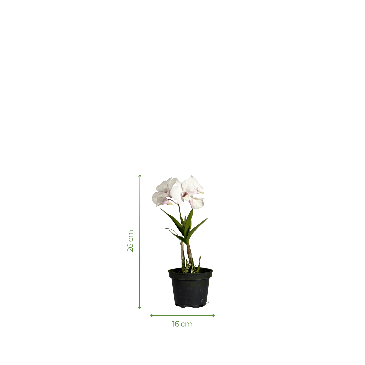 Orchid