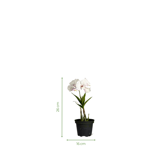 Orchid