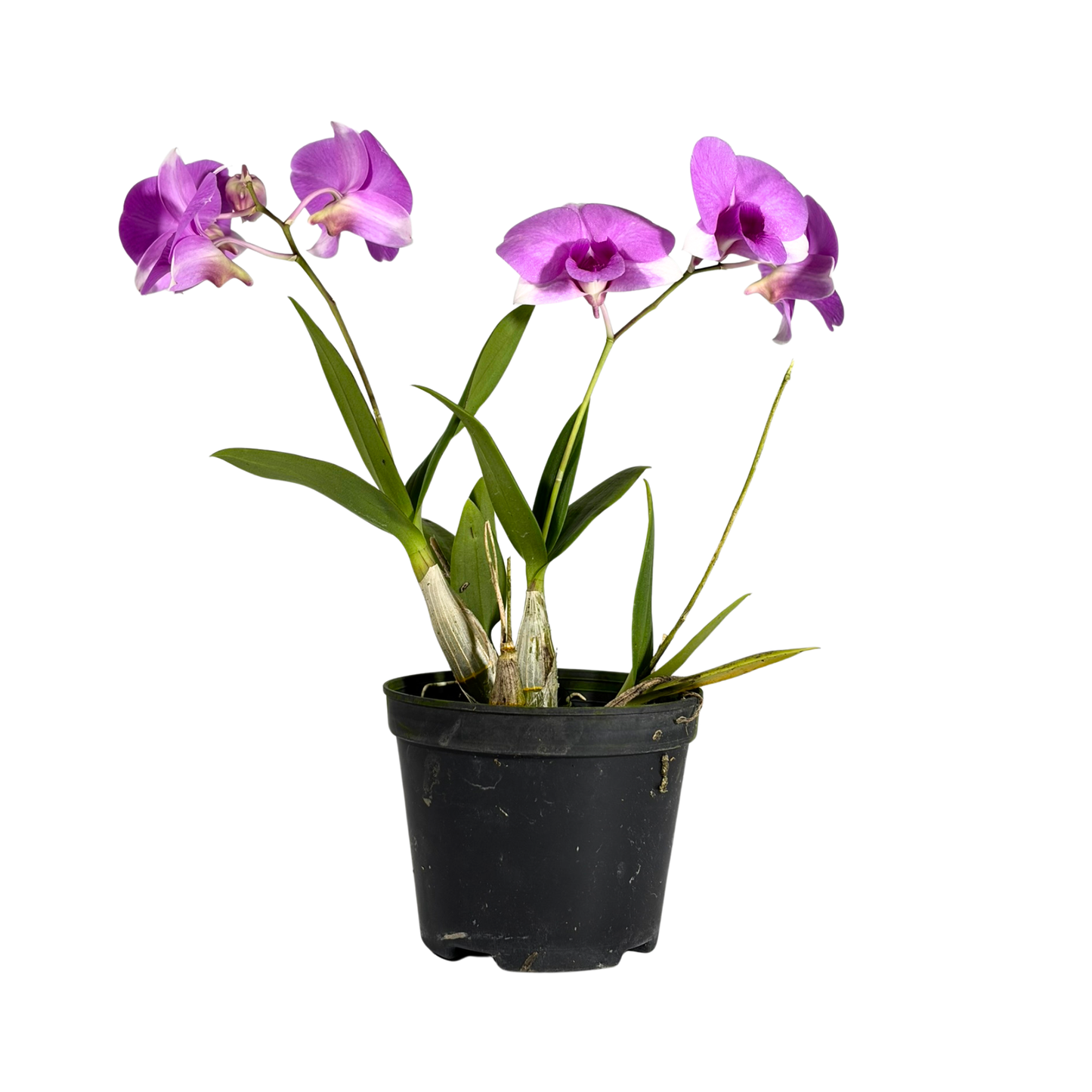 Orchid