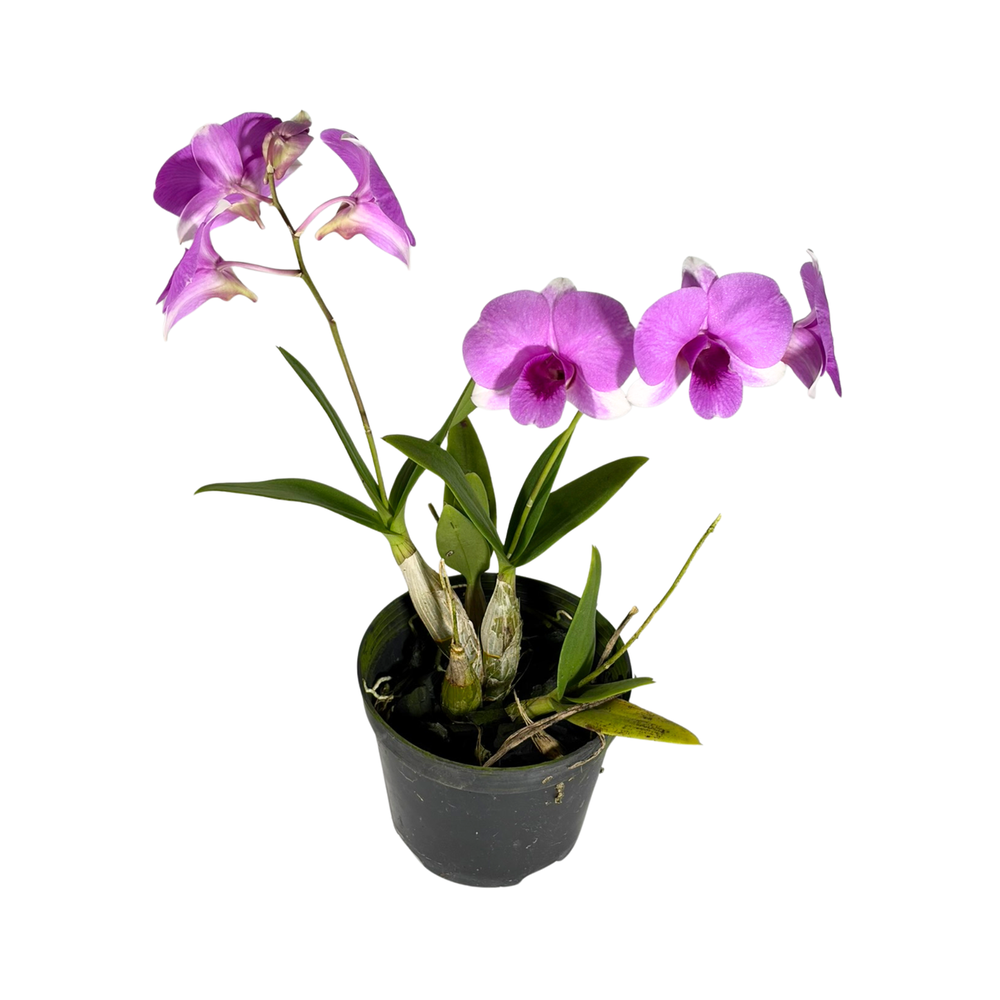 Orchid