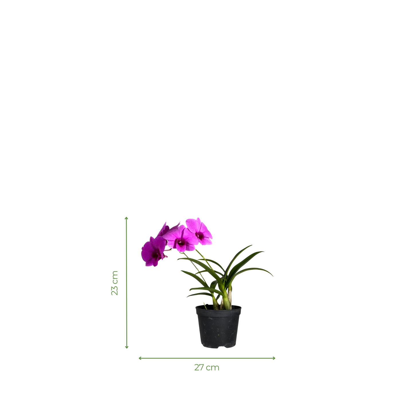 Orchid