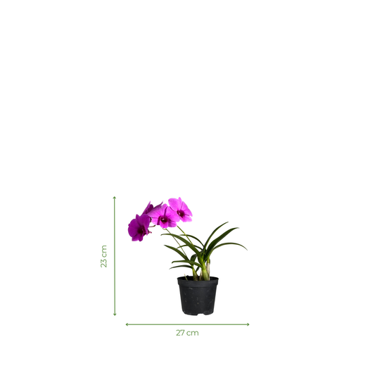 Orchid
