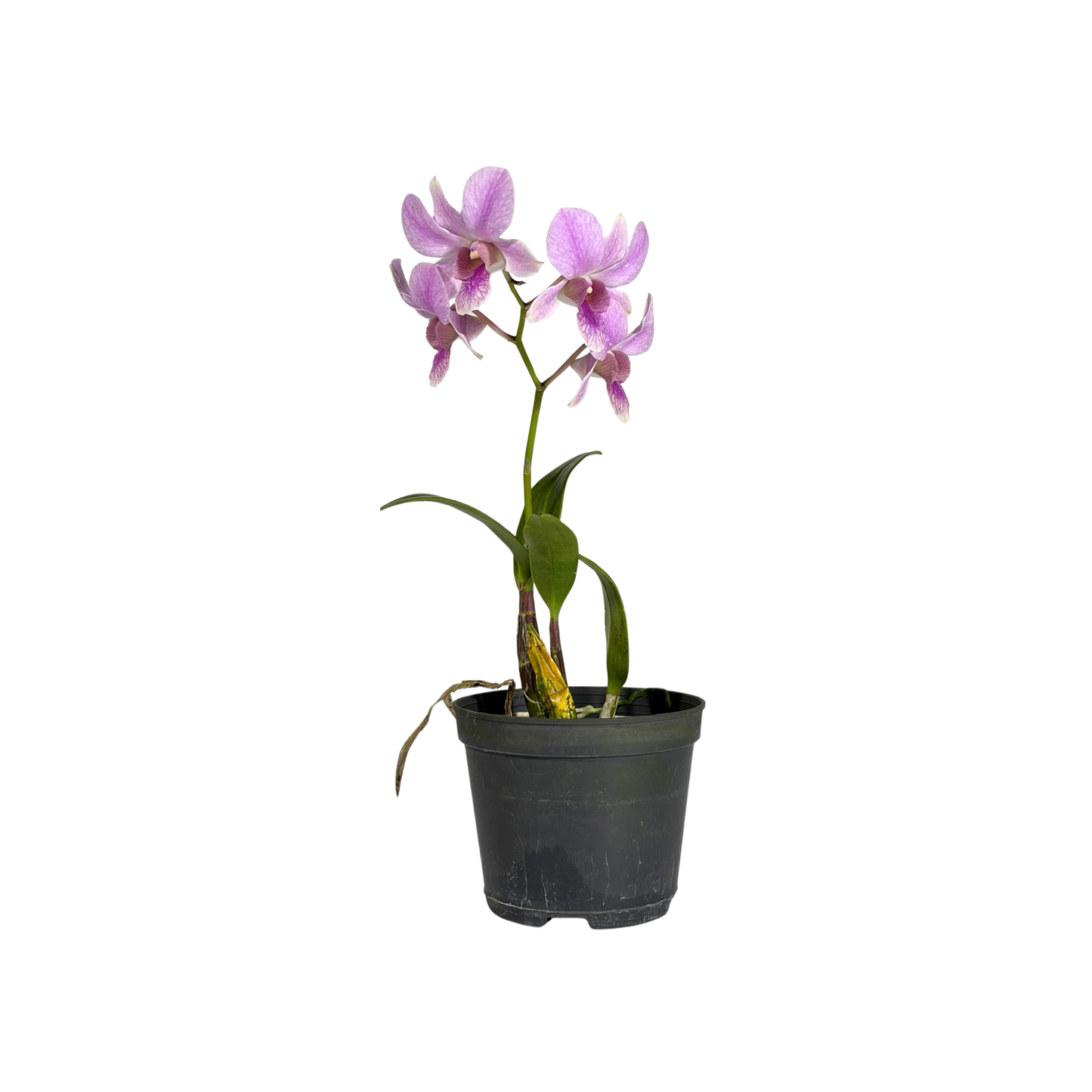 Orchid