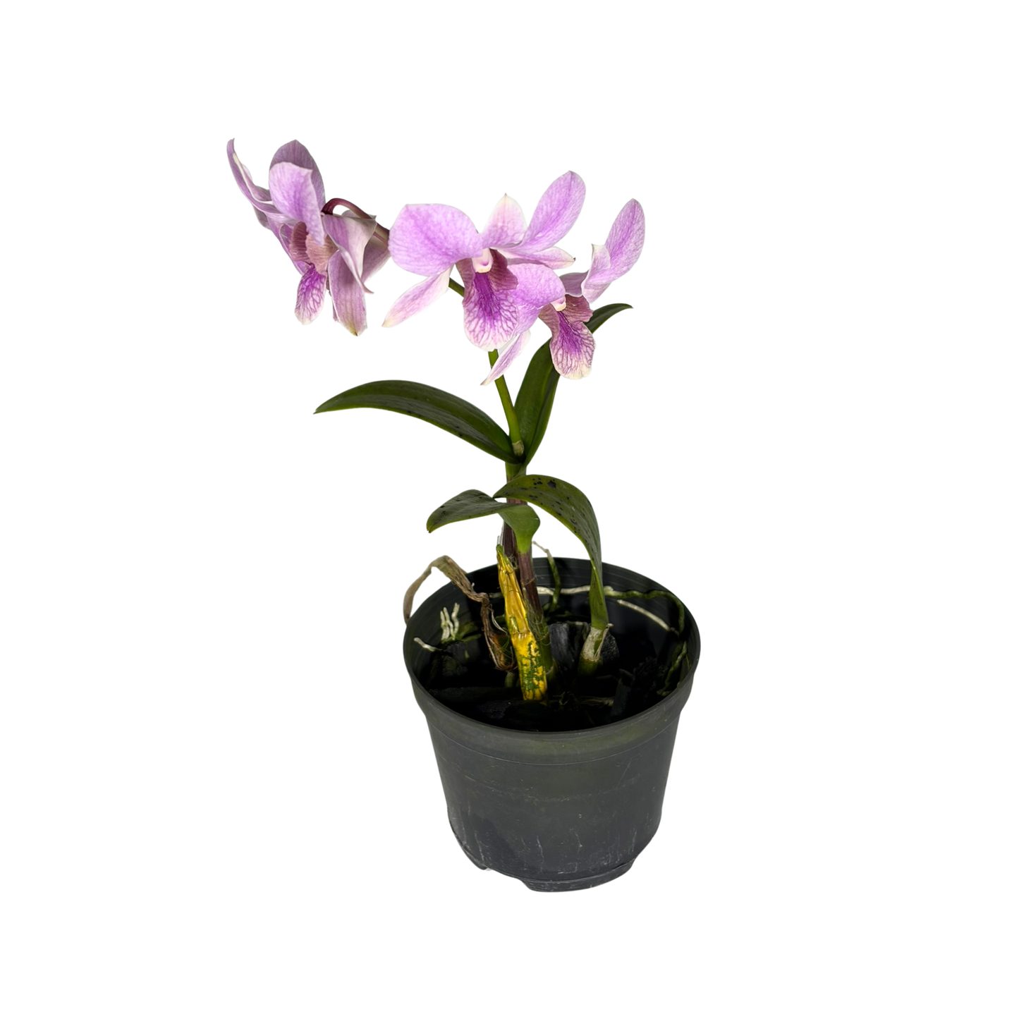 Orchid