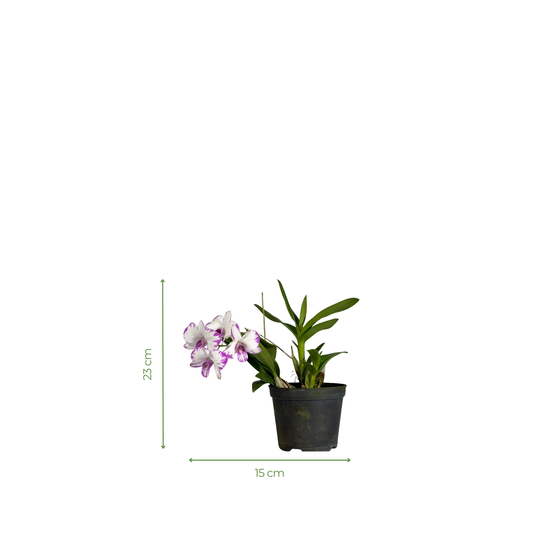 Orchid