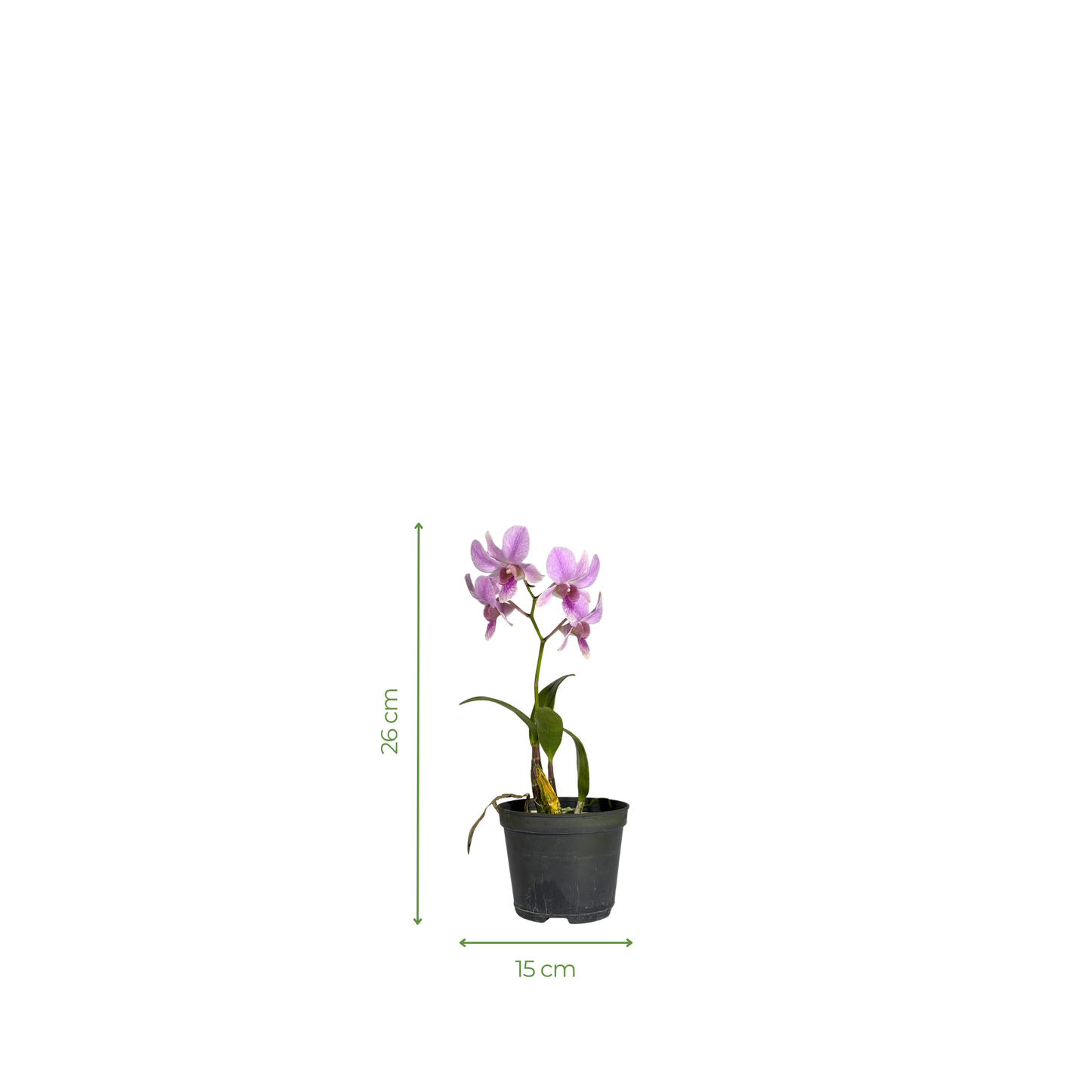 Orchid