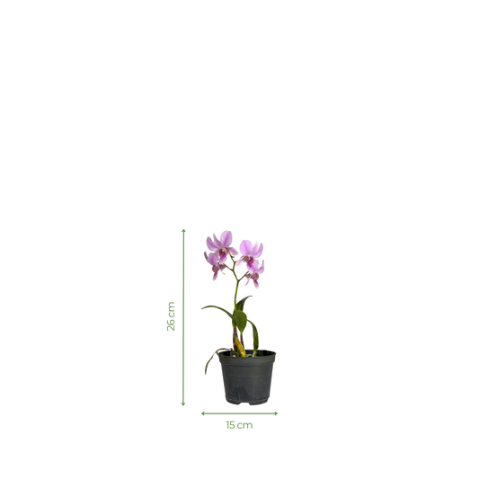 Orchid