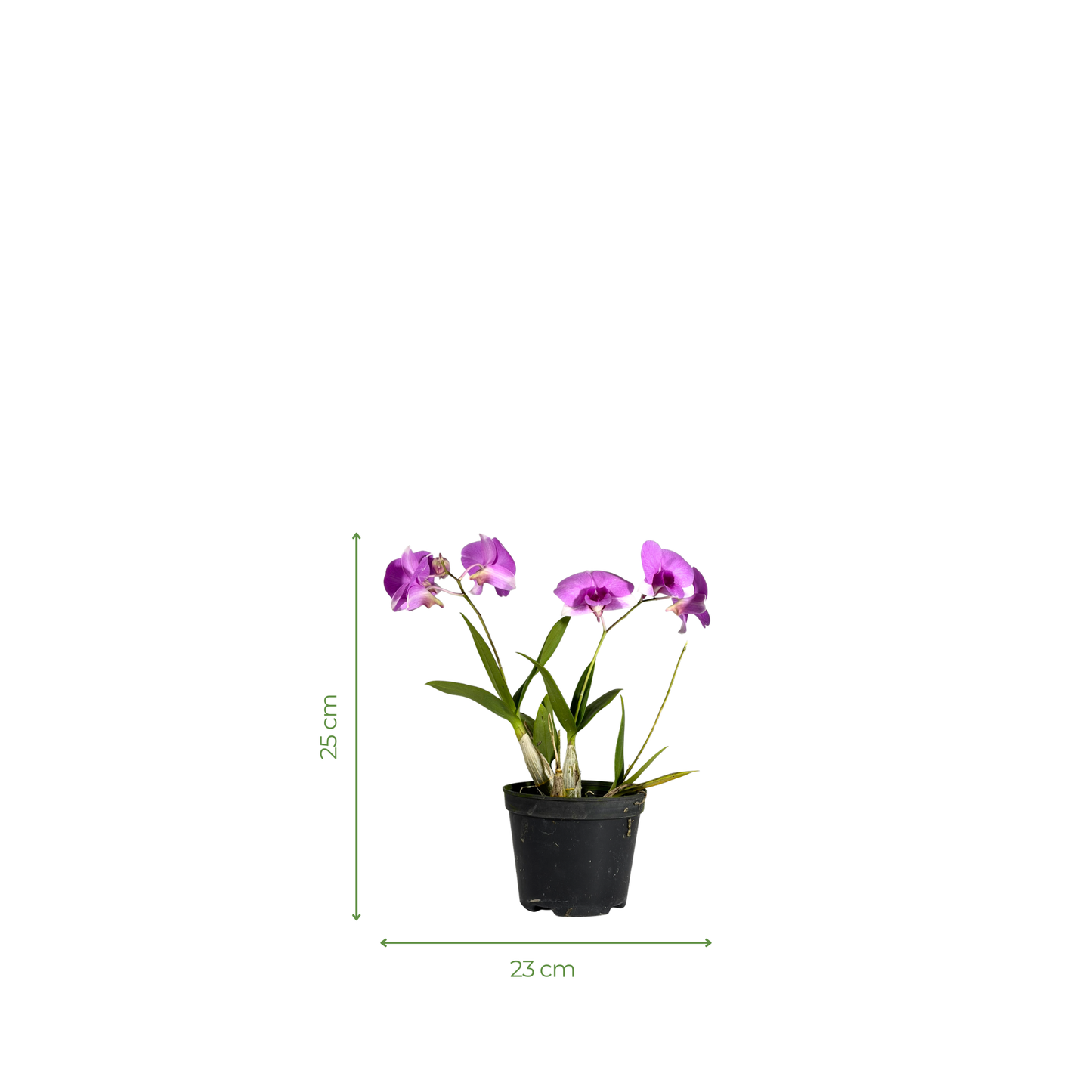 Orchid