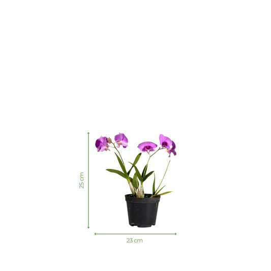 Orchid