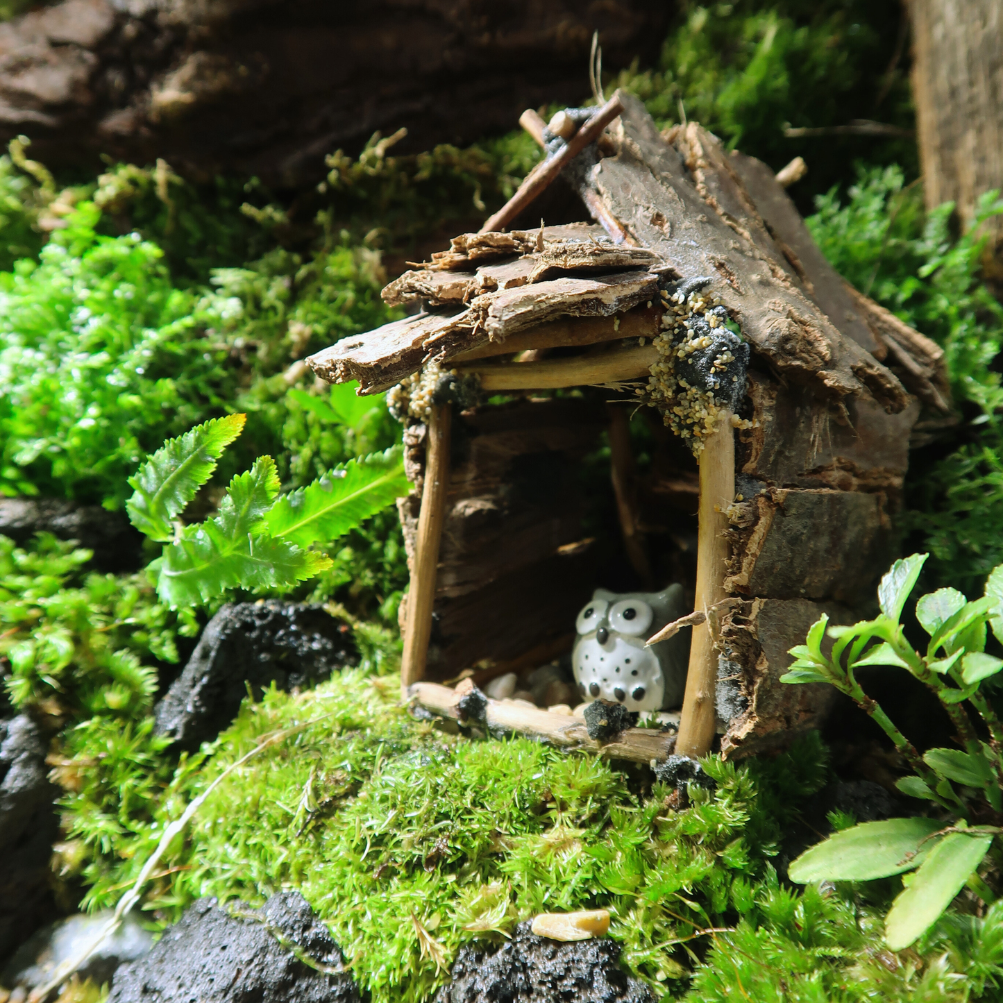 Green Wall Terrarium Series