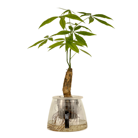 Hydro-cultured plant - Pachira Aquatica