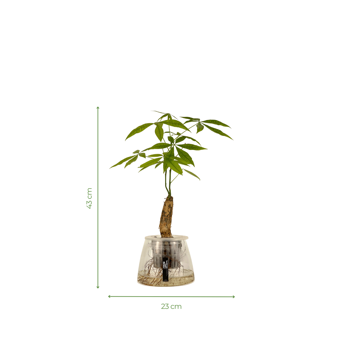 Hydro-cultured plant - Pachira Aquatica