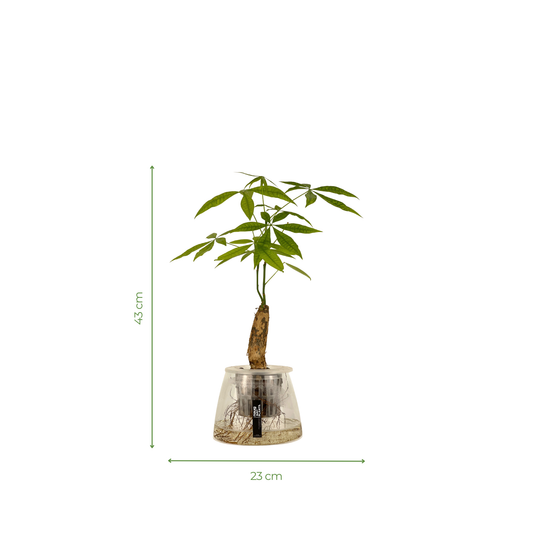 Hydro-cultured plant - Pachira Aquatica