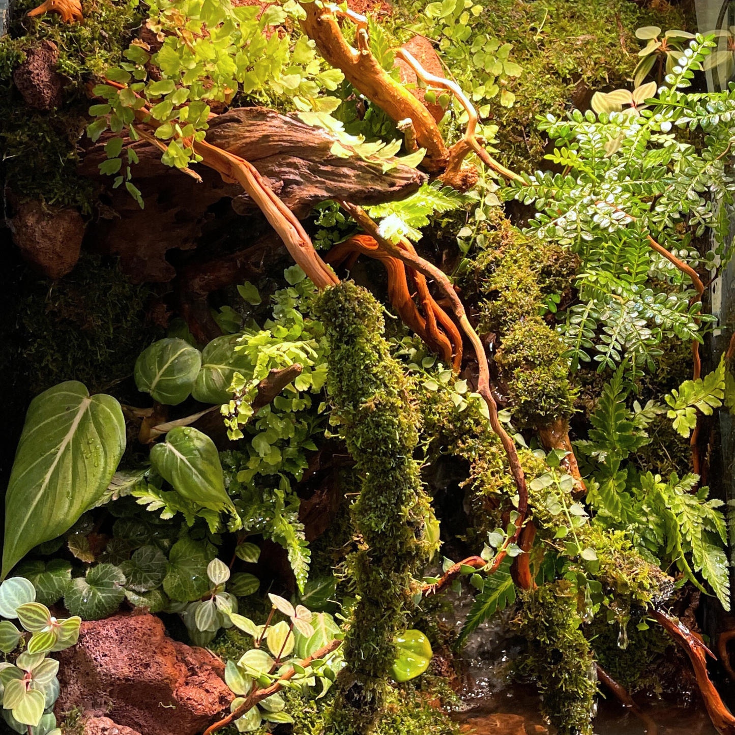 Paludarium Series