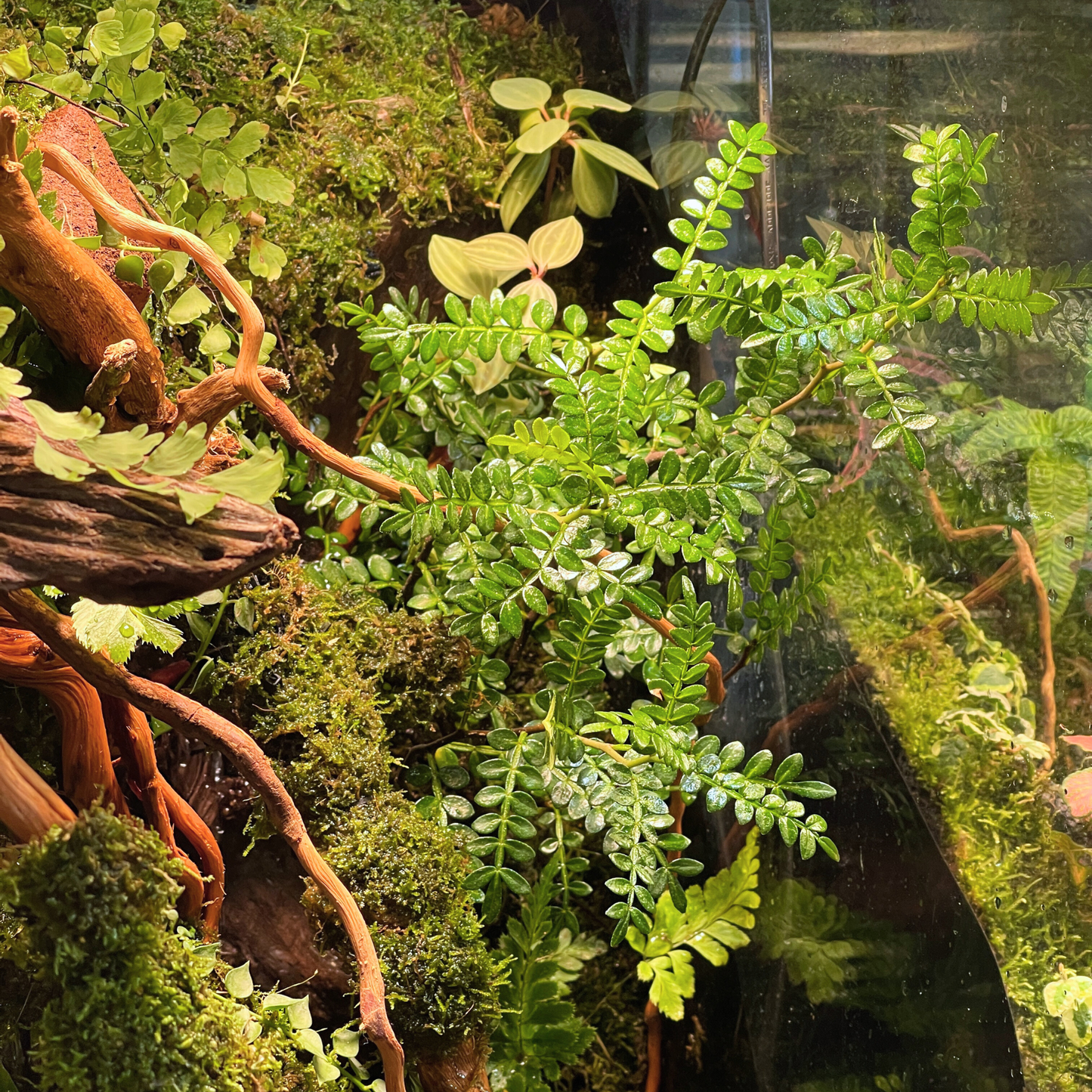 Paludarium Series
