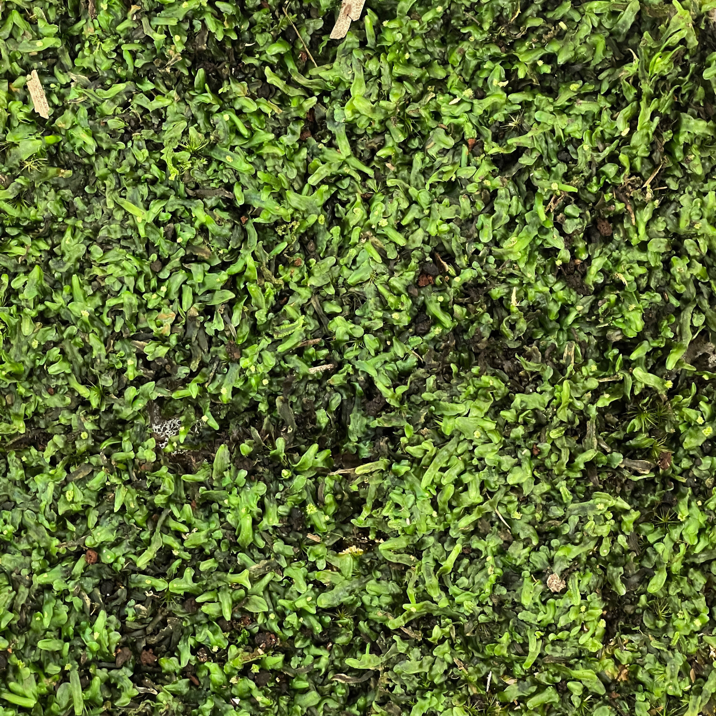 Live Moss - Pelia Moss