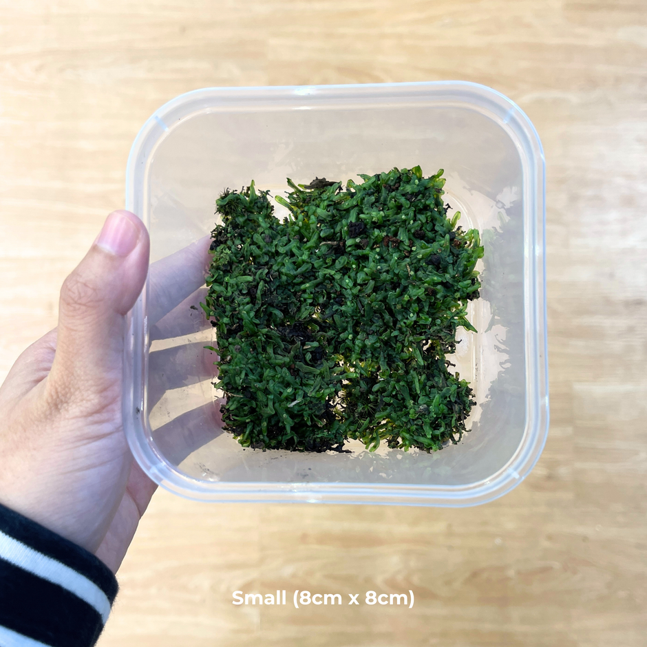 Live Moss – naugjustplants