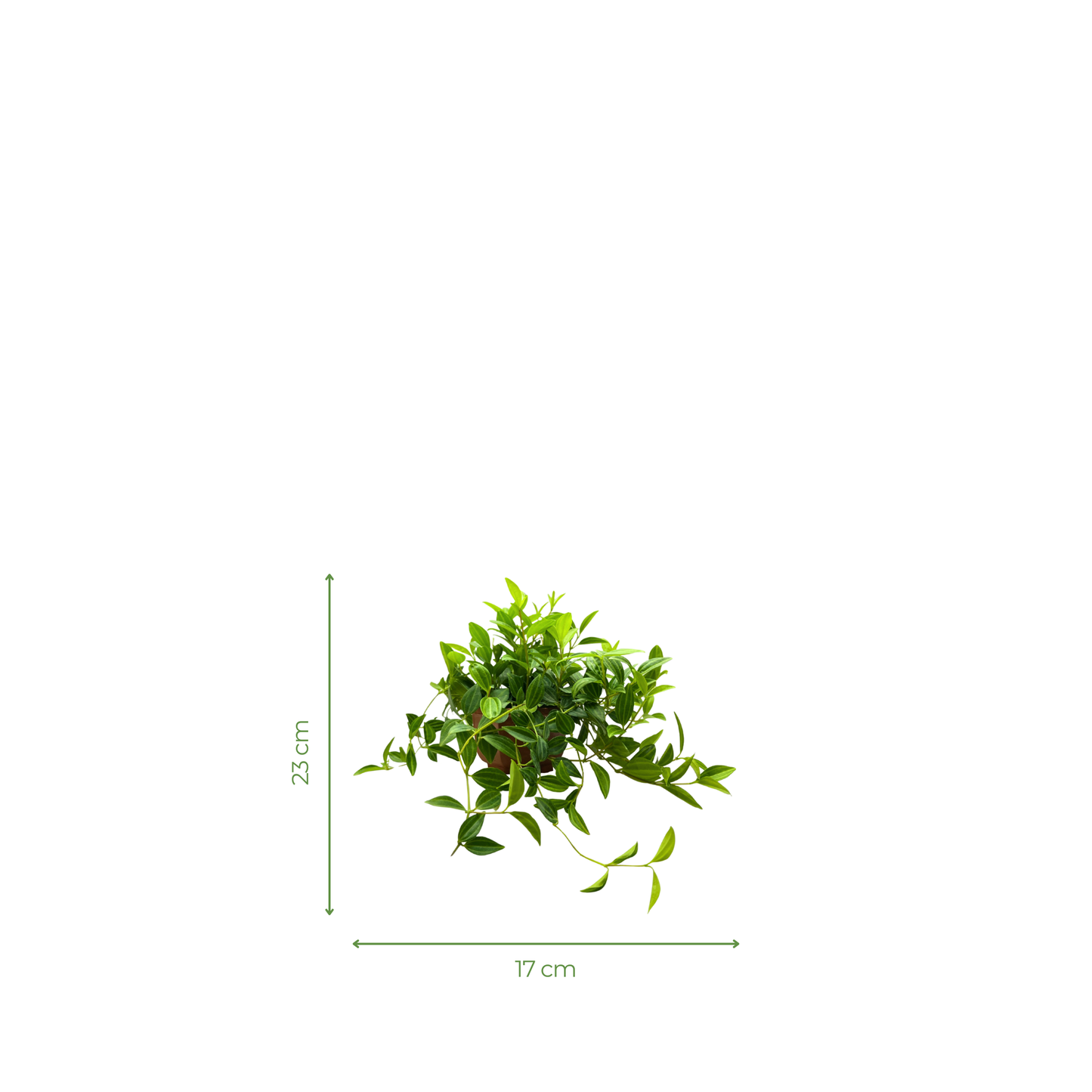 Peperomia Parallel Fine Leaf