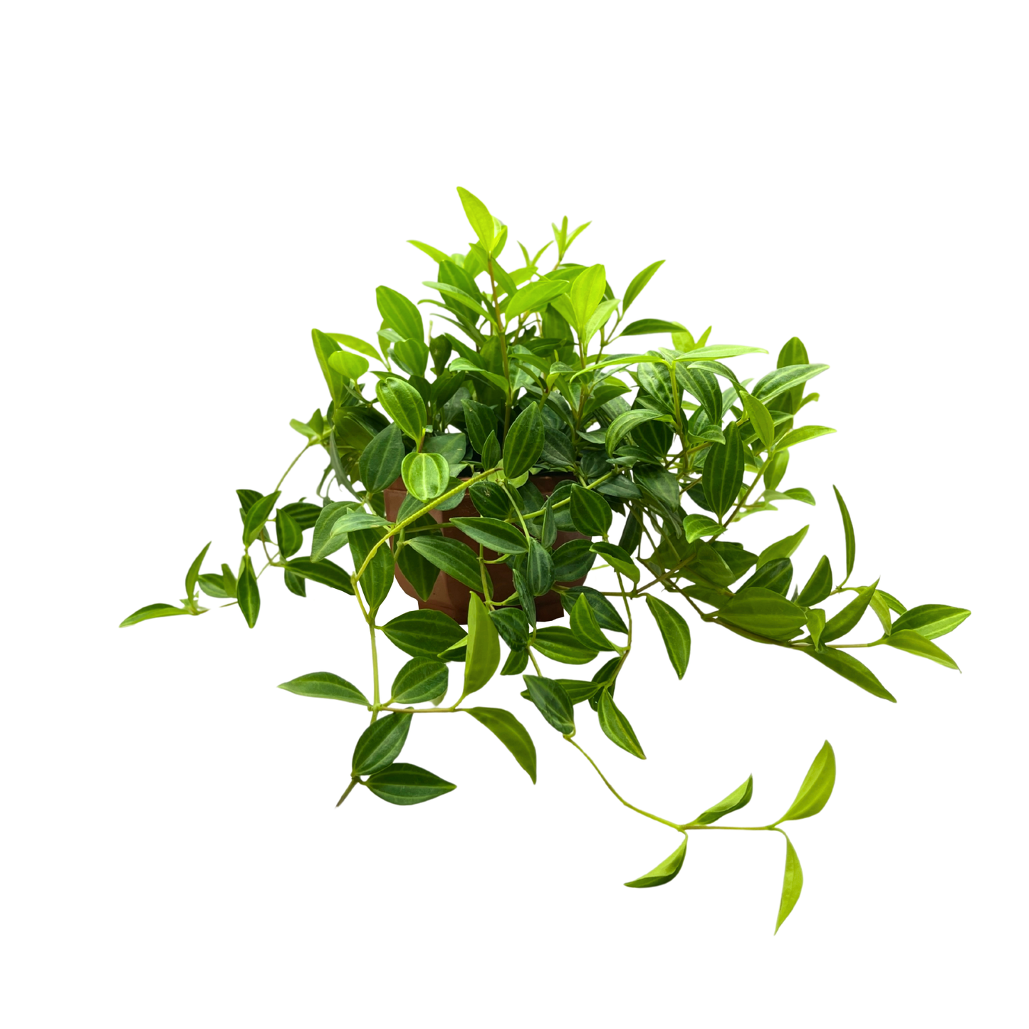 Peperomia Parallel Fine Leaf