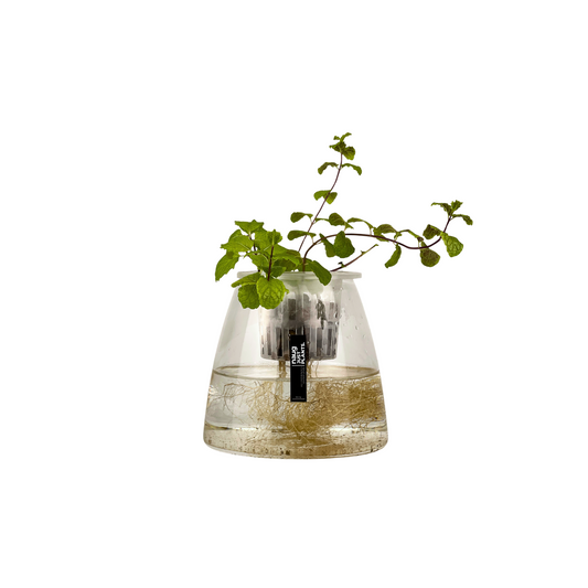 Hydro-cultured plant - Peppermint