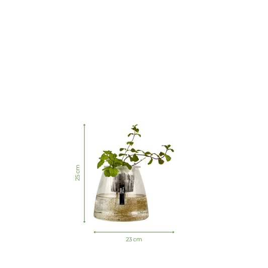 Hydro-cultured plant - Peppermint