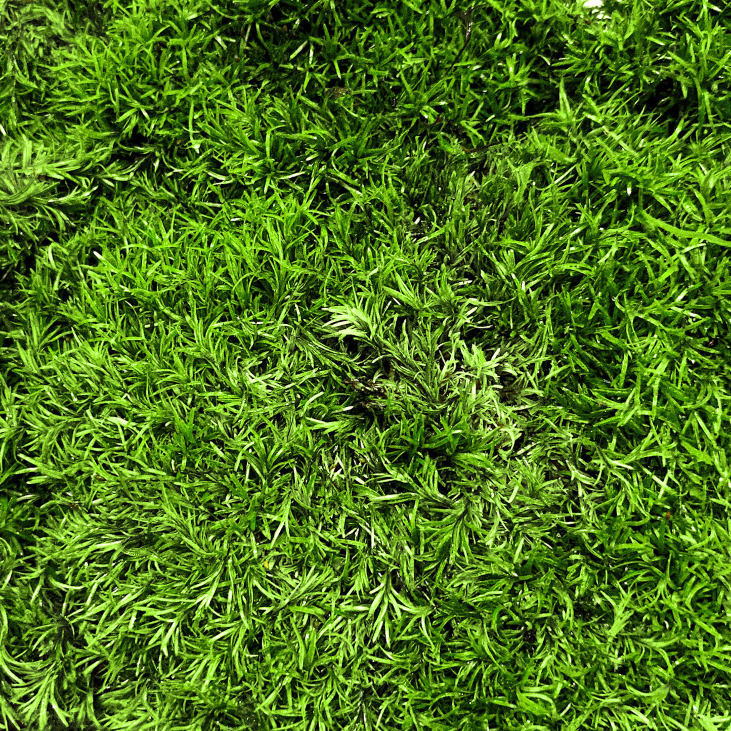 Live Moss - Pillow Moss