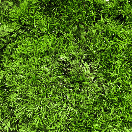 Live Moss - Pillow Moss