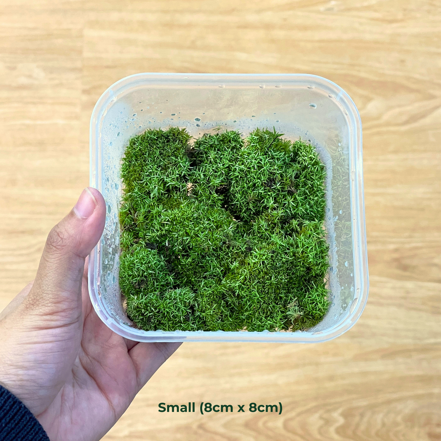 Live Moss - Pillow Moss