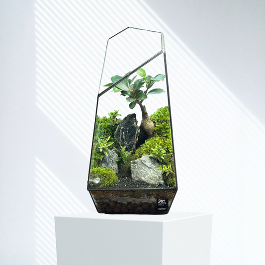 Bonsai Terrarium Series