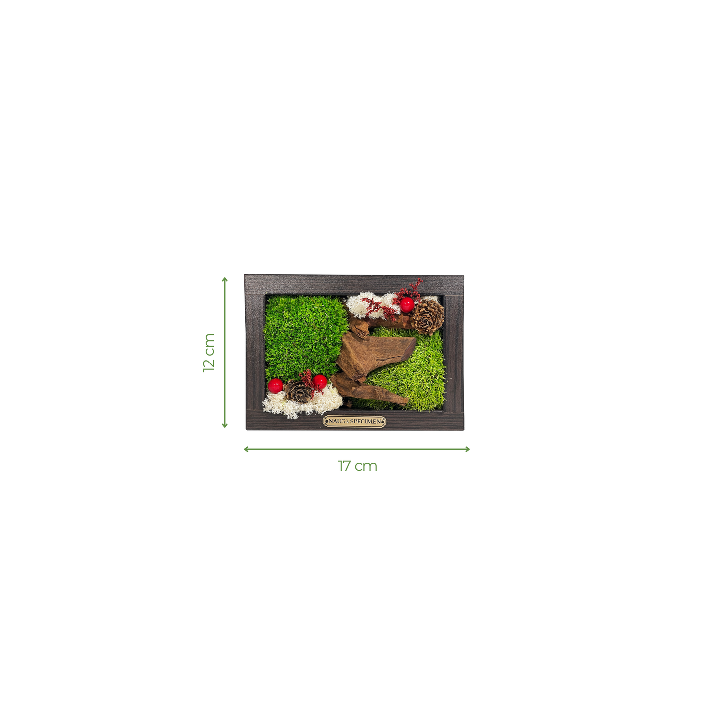 Preserved Moss Frame with Driftwood 17CM x 12CM