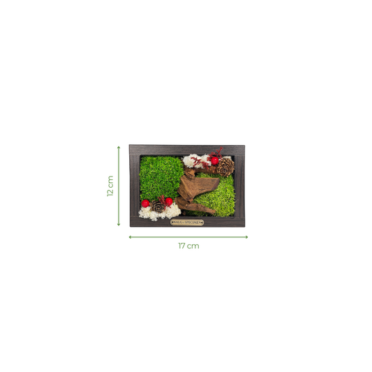 Preserved Moss Frame with Driftwood 17CM x 12CM