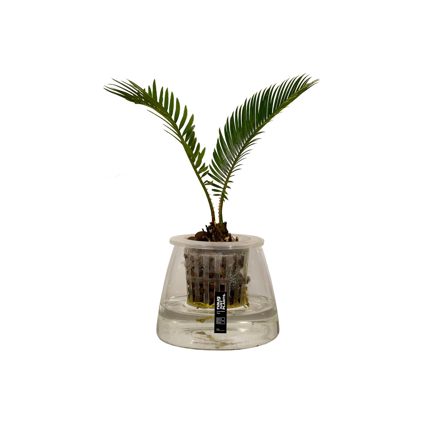 Hydro-cultured Plants - Sago Palm