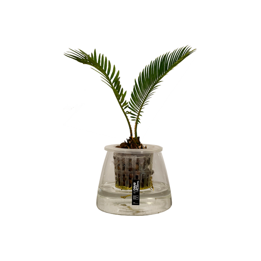 Hydro-cultured Plants - Sago Palm