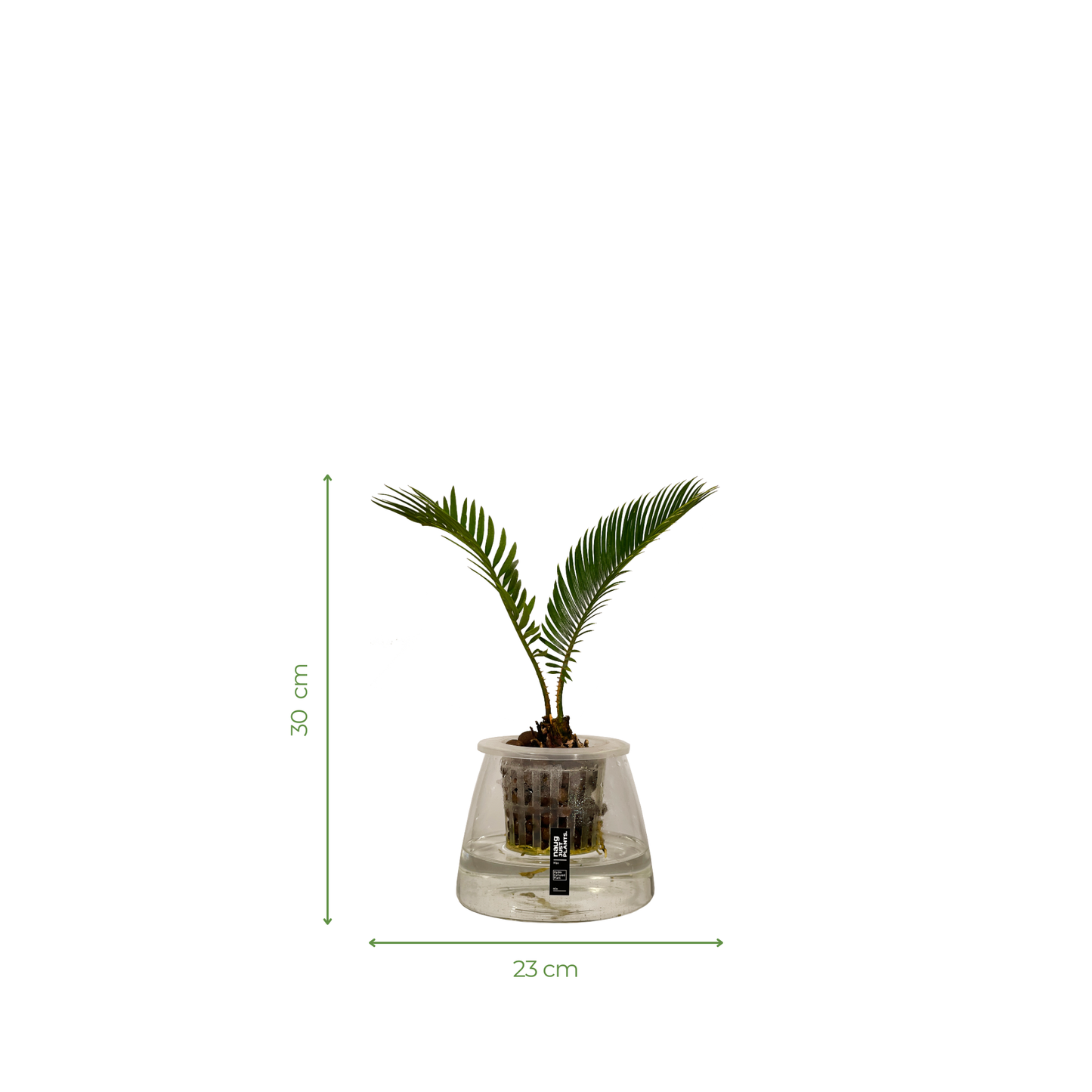 Hydro-cultured Plants - Sago Palm