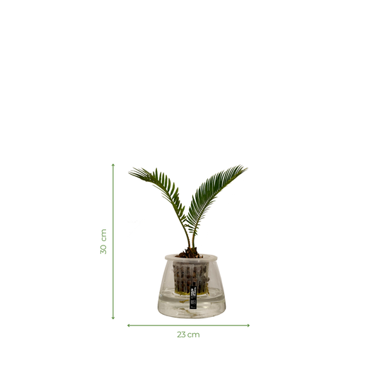 Hydro-cultured Plants - Sago Palm