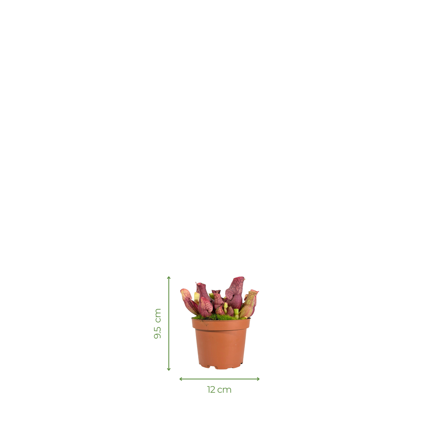 Carnivorous Plant - Sarracenia Purpurea