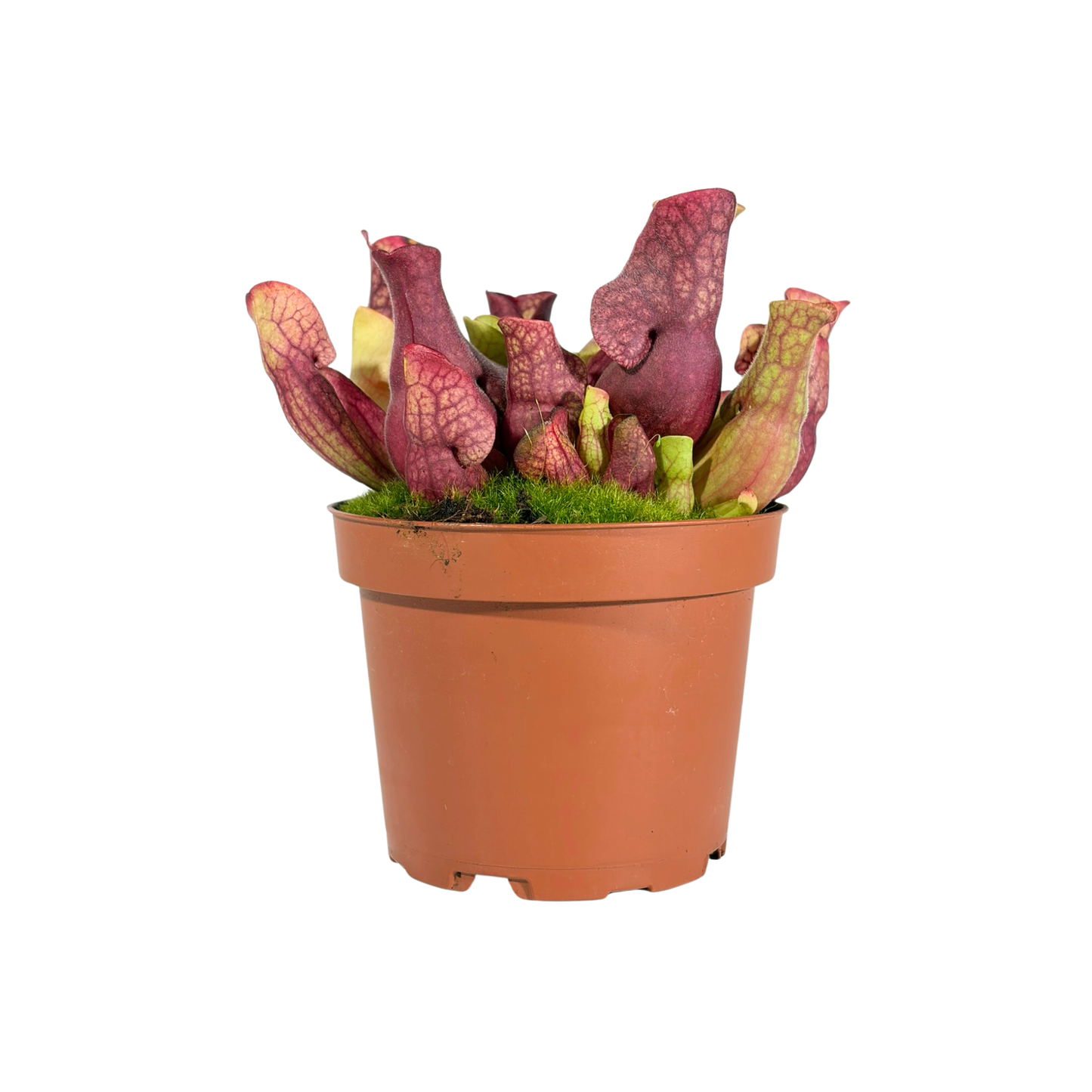Carnivorous Plant - Sarracenia Purpurea