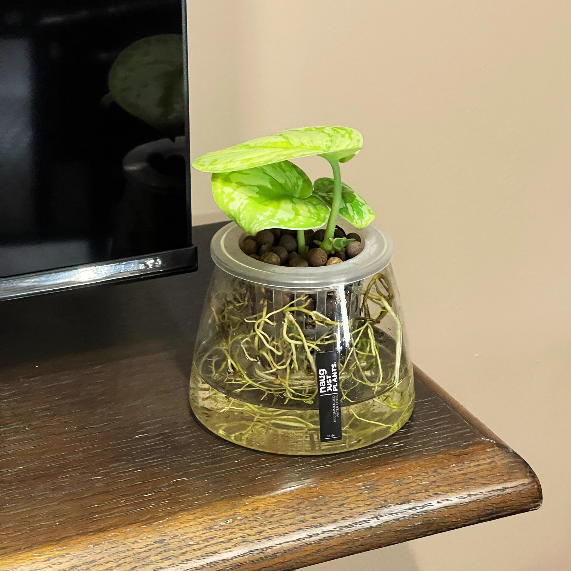 satin pothos water Hydro-cultured plant