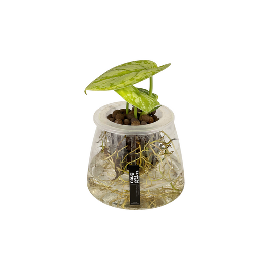 Hydro-cultured plant - Satin Pothos