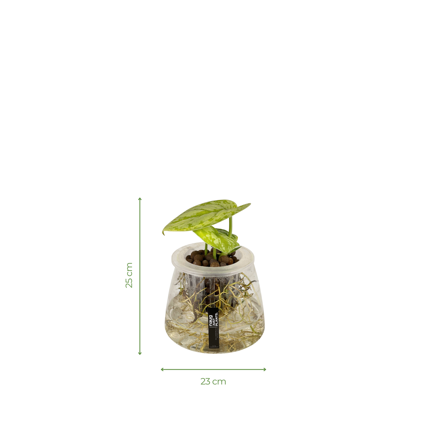 Hydro-cultured plant - Satin Pothos