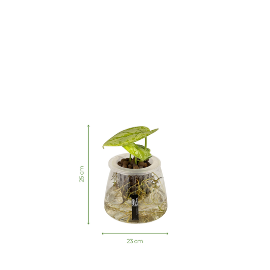 Hydro-cultured plant - Satin Pothos
