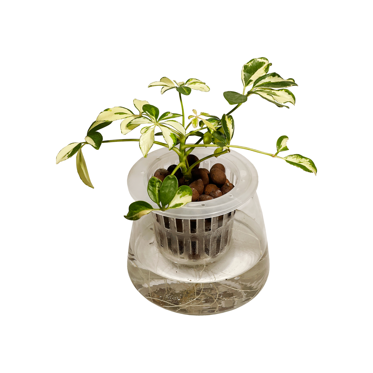 Hydro-cultured Plants - Schefflera variegated