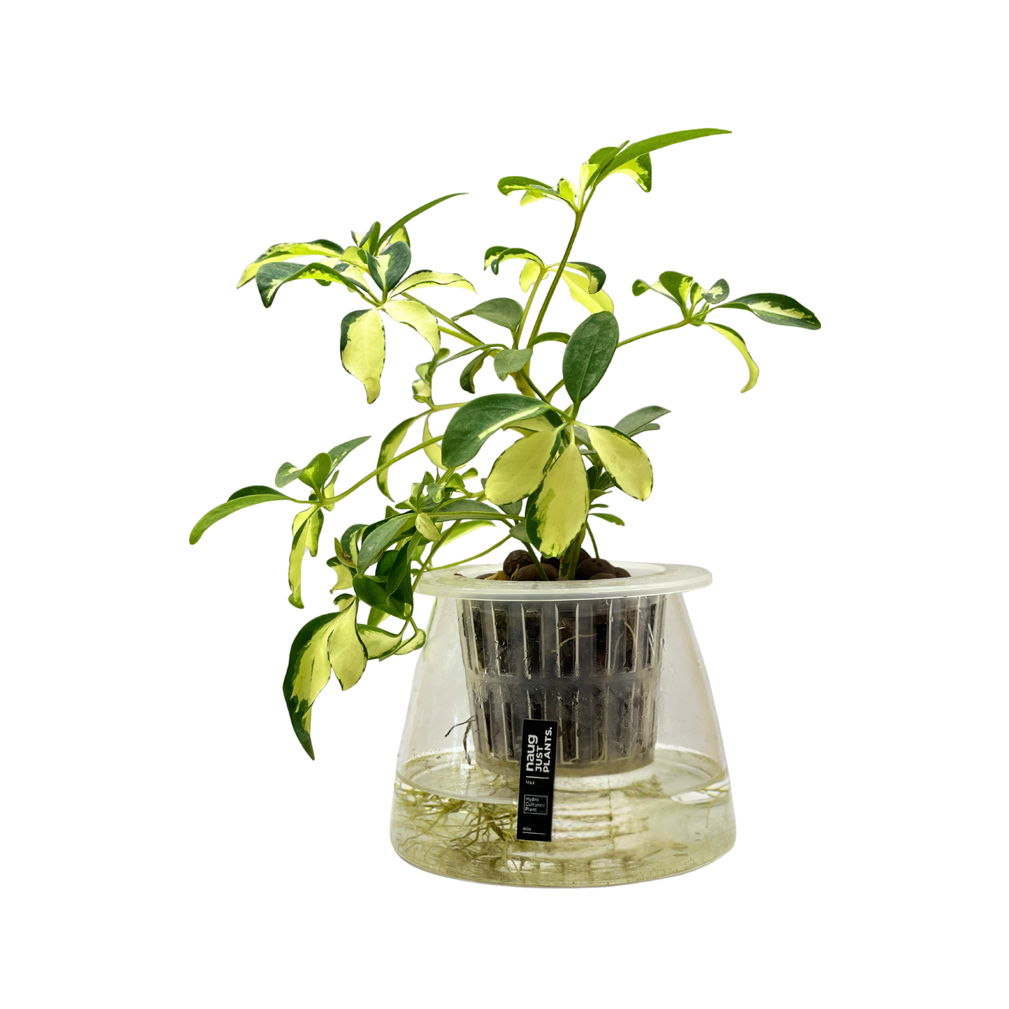 Hydro-cultured plant - Schefflera variegated
