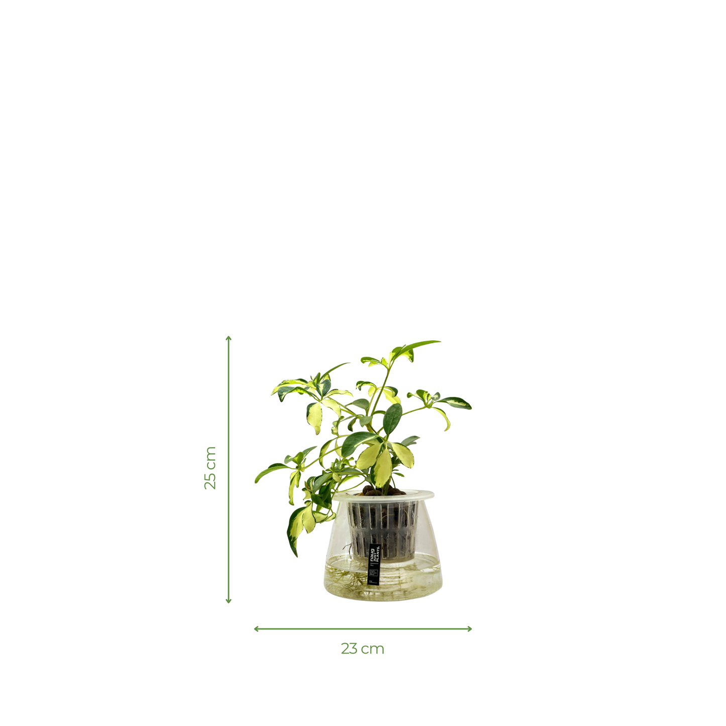 Hydro-cultured plant - Schefflera variegated