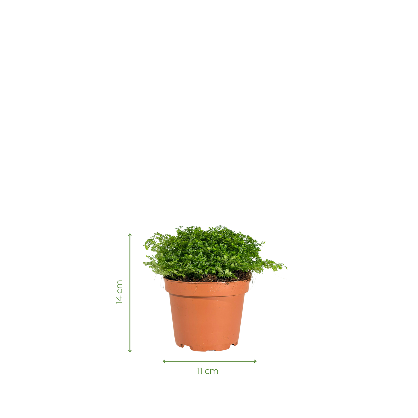Selaginella Bronsiana (light green)