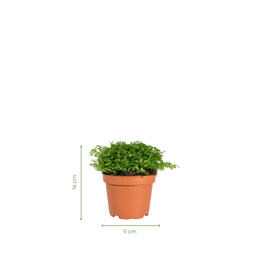 Selaginella Bronsiana (light green)