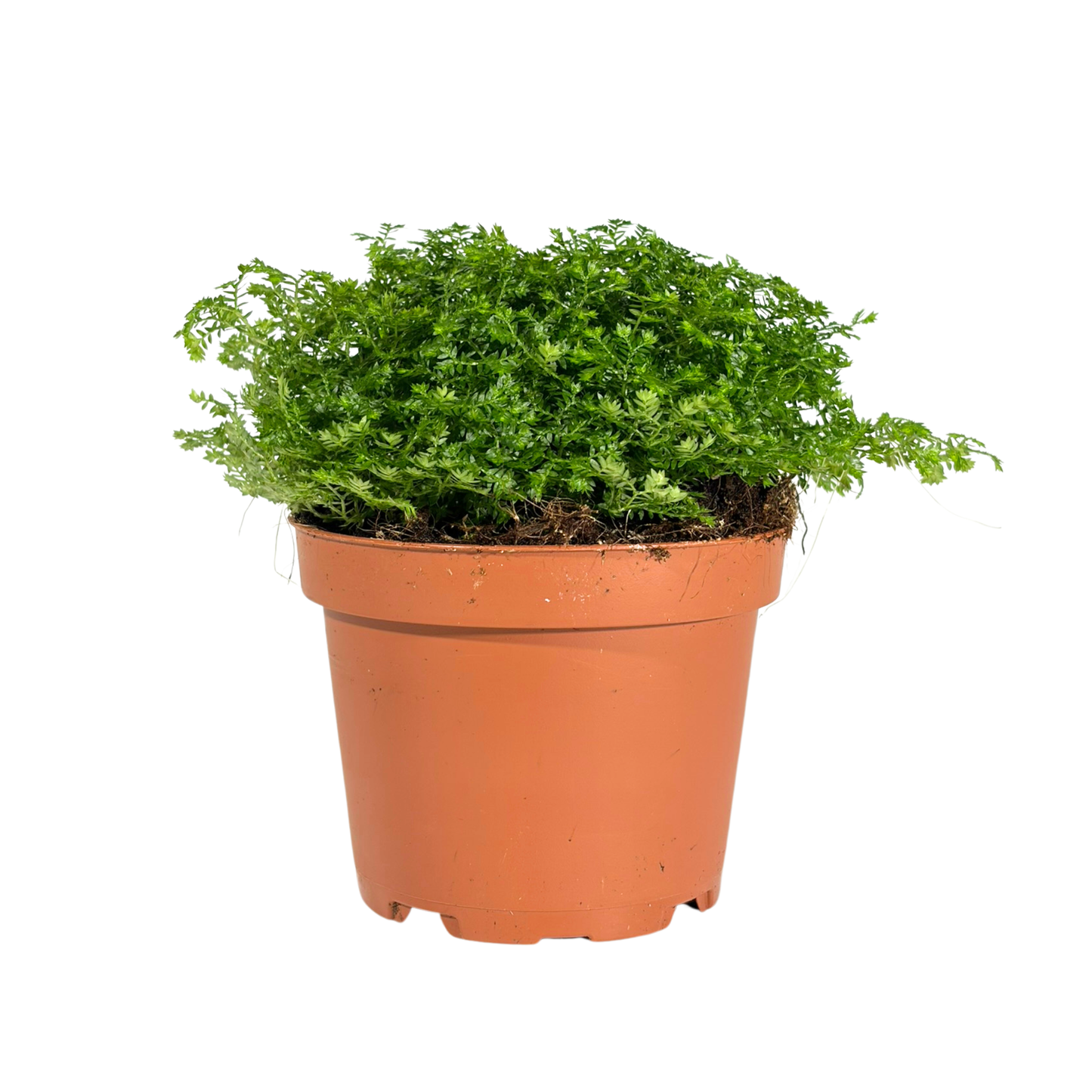 Selaginella Bronsiana (light green)